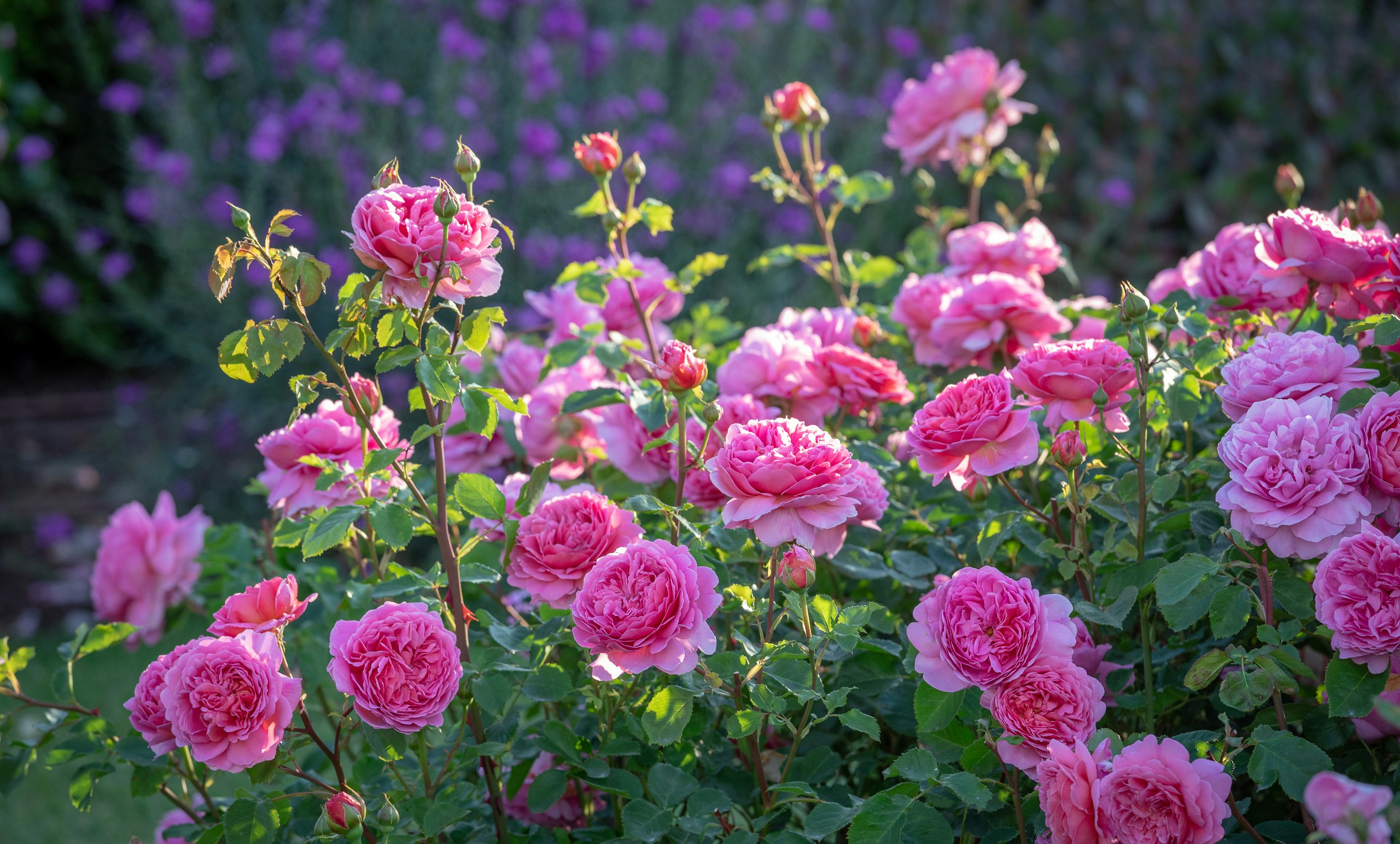 Austin Roses Large Bloom David Austin Roses - Jonathan Buckley Garden and Flower Photography