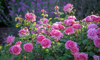 David Austin Roses