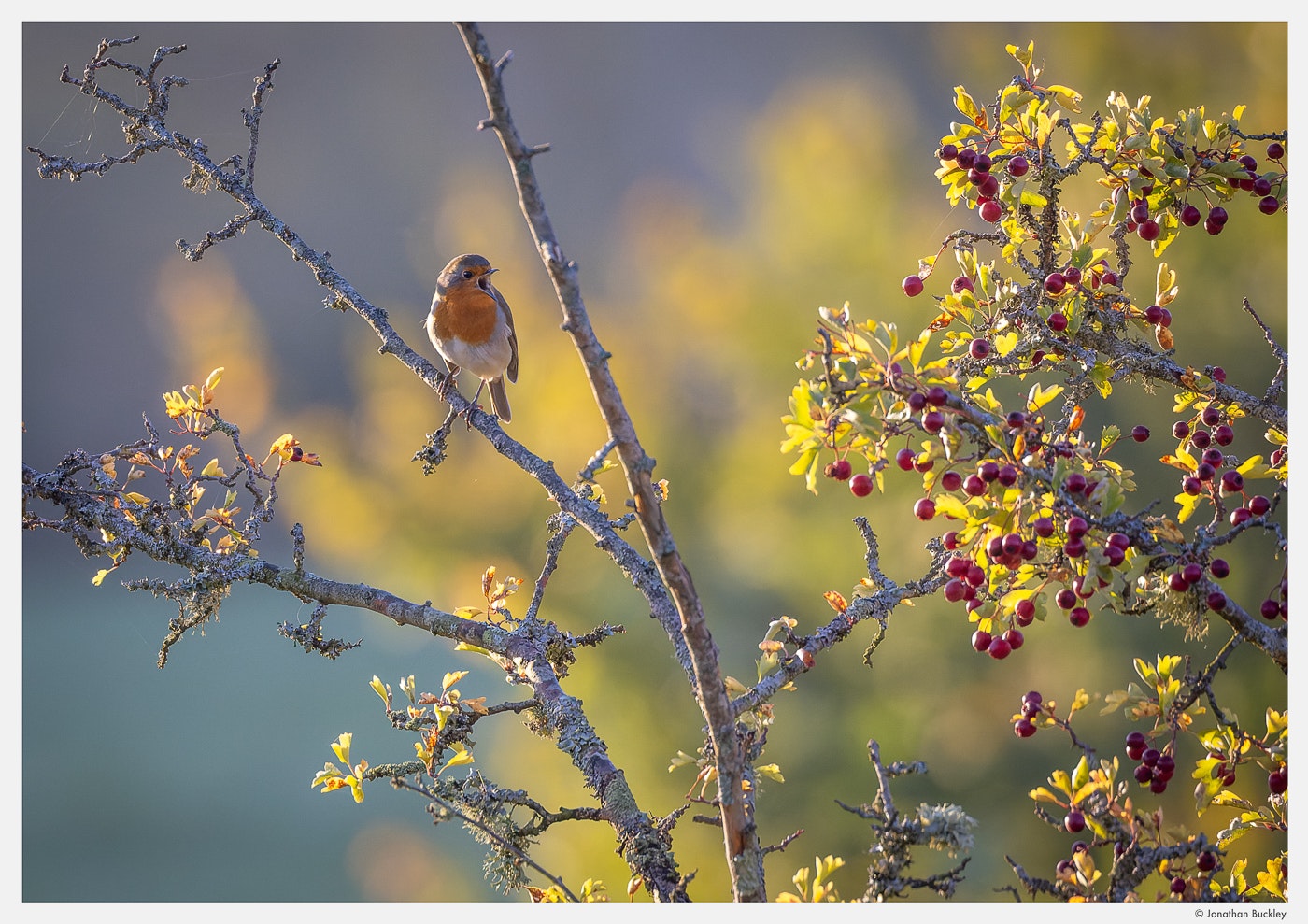 Portfolio - Jonathan Buckley Garden and Flower Photography