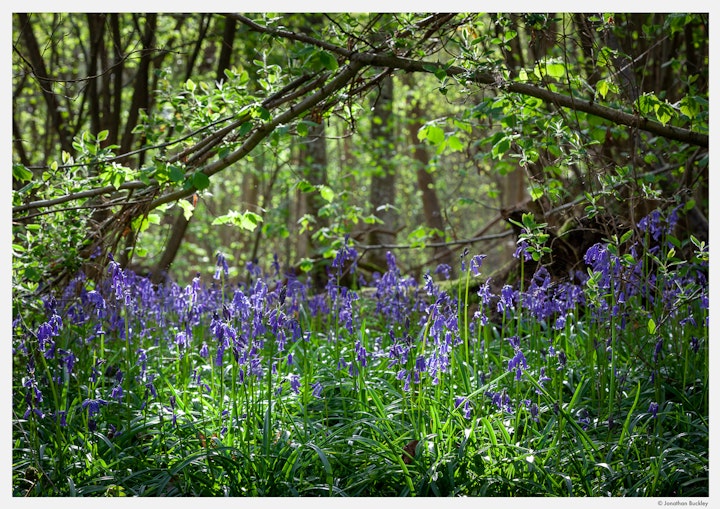 Bluebells, .Kent, May