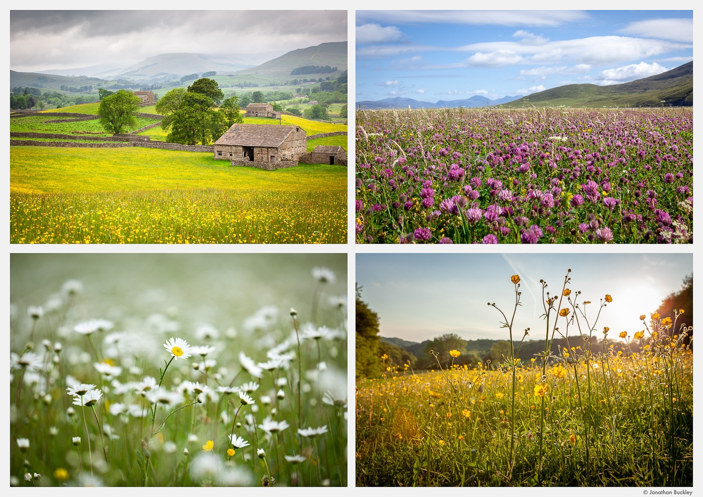 Wildflowers Jonathan Buckley Garden And Flower Photography wildflowers-jonathan-buckley-garden-and-flower-photography