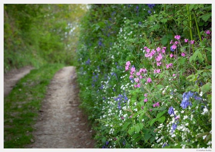 Red Campion, Greater Stitchwort and Bluebells, Devon, May