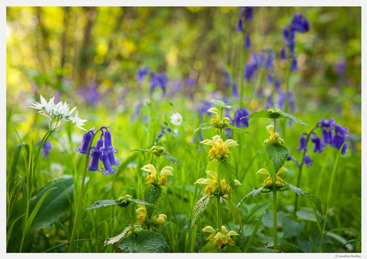Archangel, Stitchwort, Wild garlic and Bluebells, Kent, May