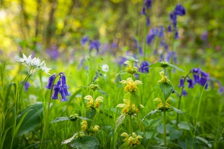 Wildflowers