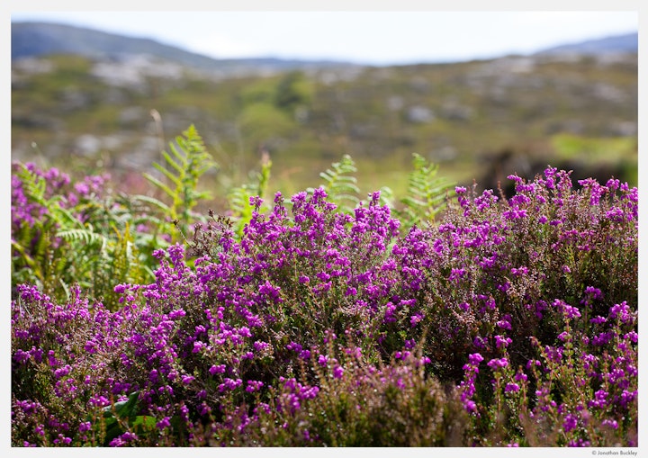 Bell Heather, South Harris, Outer Hebrides, Scotland, July