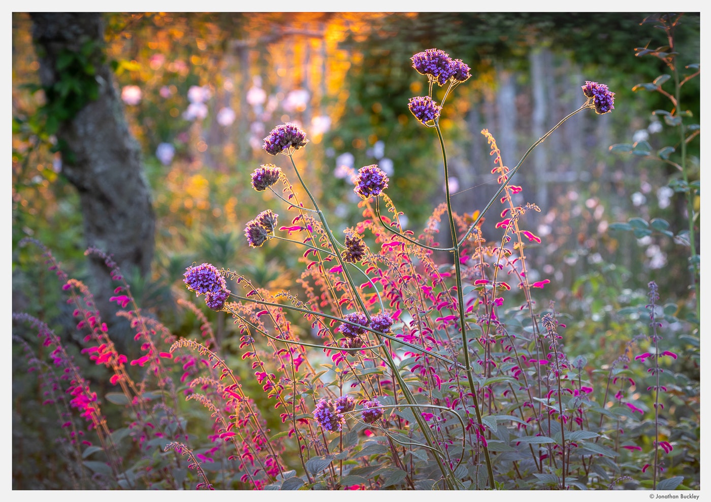 Portfolio - Jonathan Buckley Garden and Flower Photography