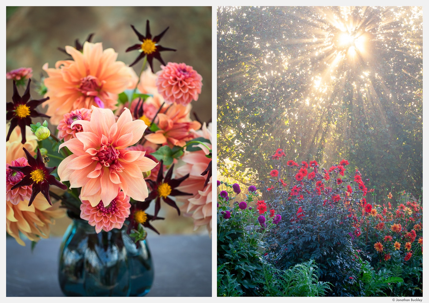 Portfolio - Jonathan Buckley Garden and Flower Photography