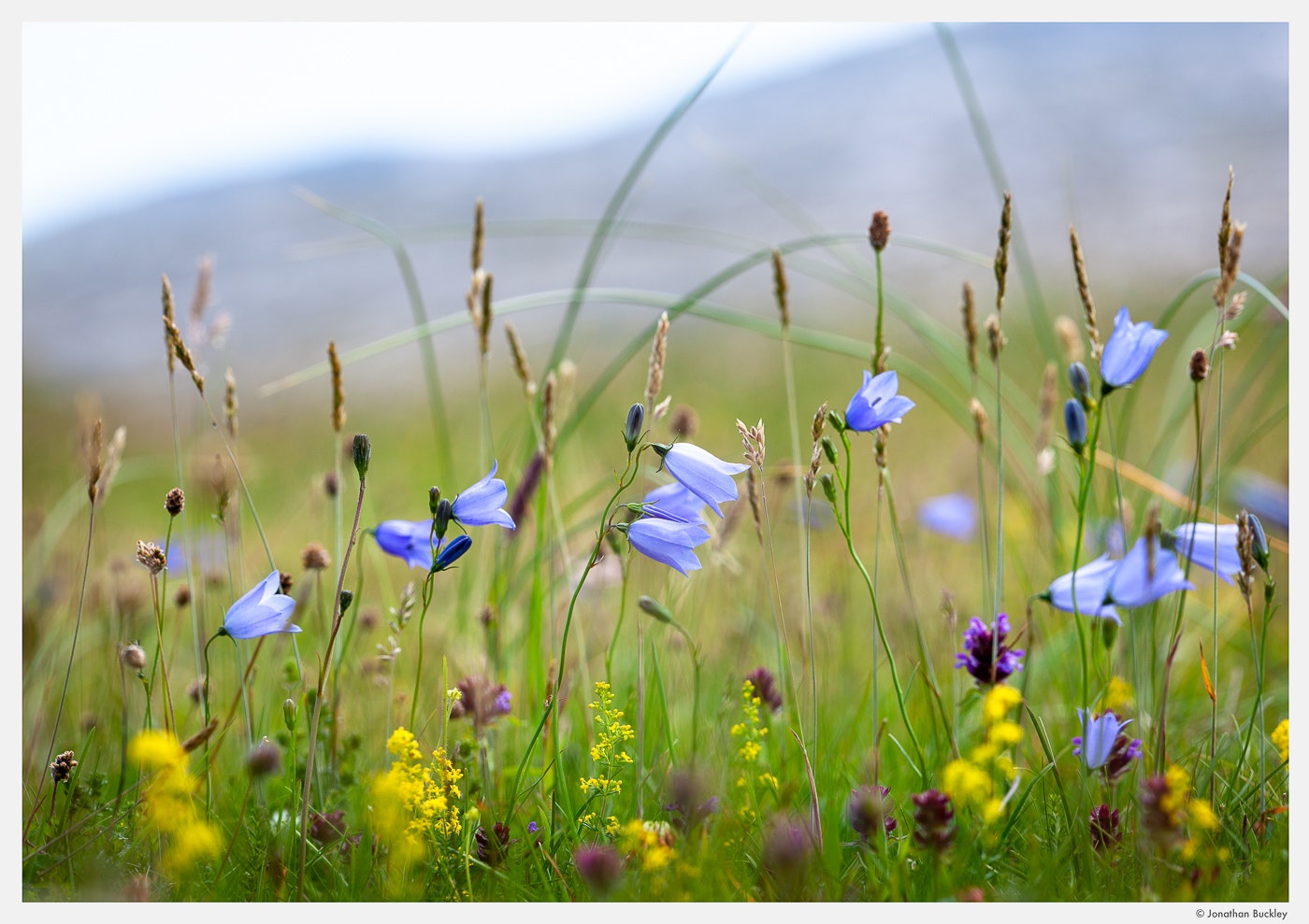 Wildflowers Jonathan Buckley Garden And Flower Photography wildflowers-jonathan-buckley-garden-and-flower-photography