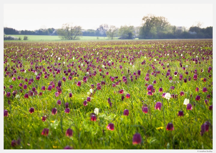 Fritillaries in the North Meadow, Cricklade, Gloucestershire, April
