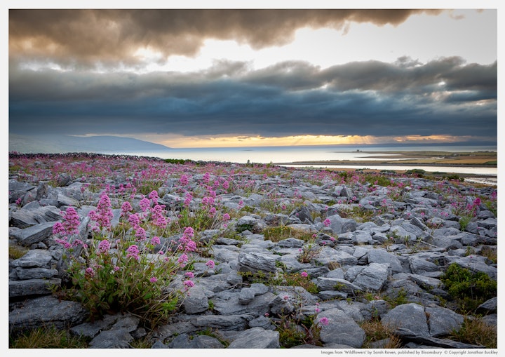 Red Valerian growing amongst the rocks of the limestone pavement at the Burren, Ireland, June