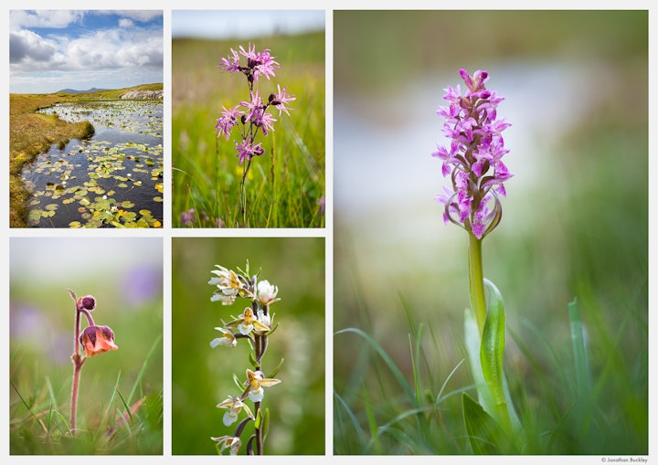 White Water Lily, Ragged Robin, Water Avens, Marsh Helleborine and Early Marsh Orchid