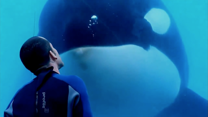 Blackfish