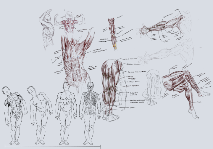 Anatomical sketches - Anatomical practice.