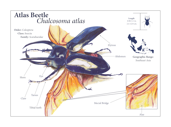 Atlas Beetle - Illustrated in colored pencil, arranged in Photoshop.