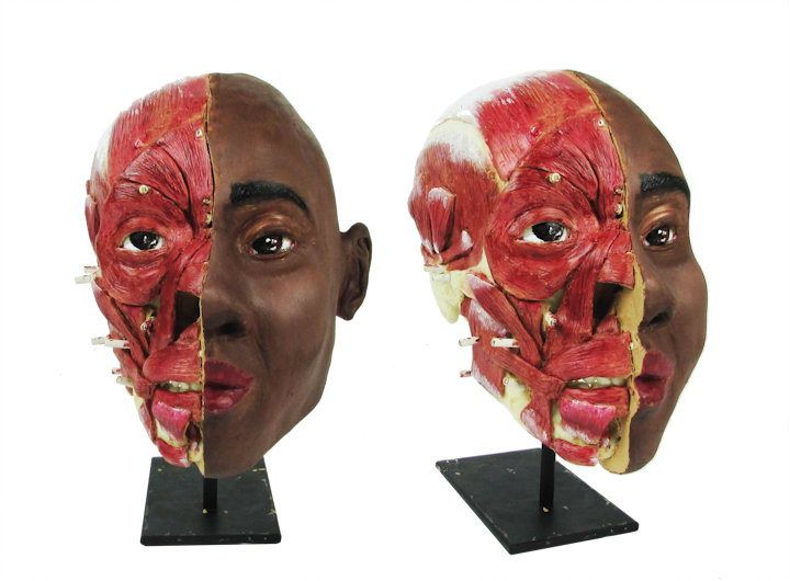 Facial reconstruction - Recreation of human face in clay from the skull up using tissue depth markers.