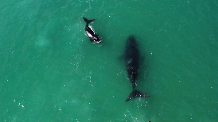 Wesgro - The Neverending Tourist - UK