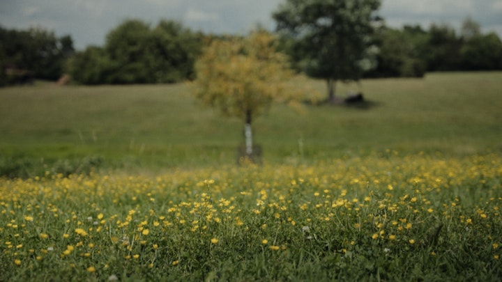 wide open field of yellow flowers and green grass on a rural farm summer and trees