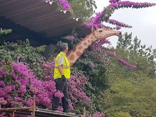 Girafa (Arte Urbana)