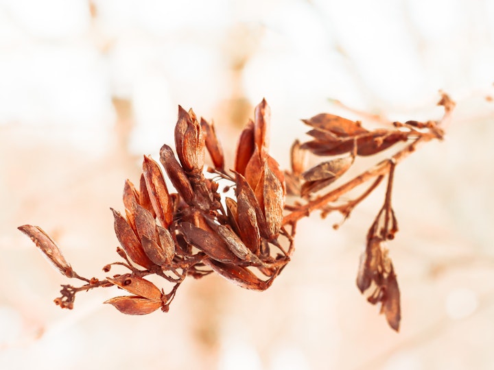 Winter Foliage #1
5x7
8x10
11x14