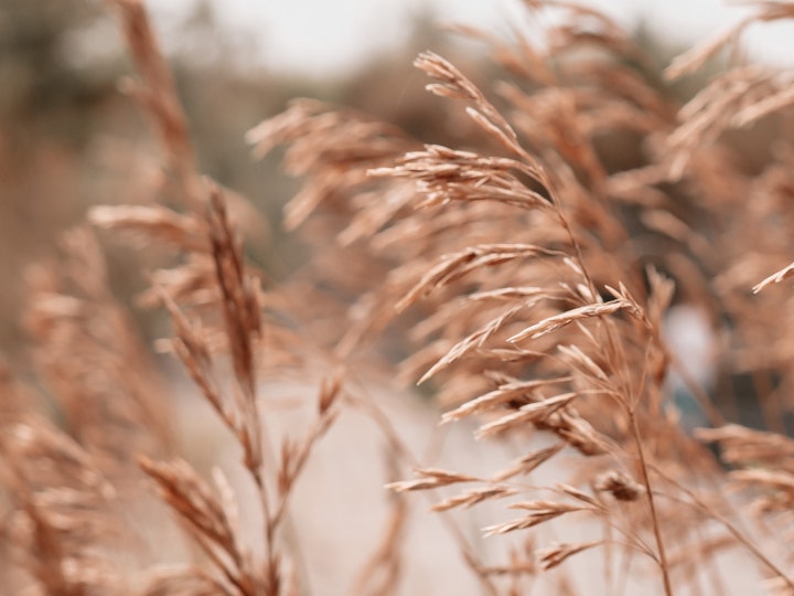 Point Petre Grasses #1
8x10
11x14
16x20
Custom sizes, custom framing available