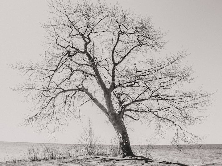 The Tree
Point Petre Wildlife Conservation Area
8x10
11x14
 Custom sizes and framing available