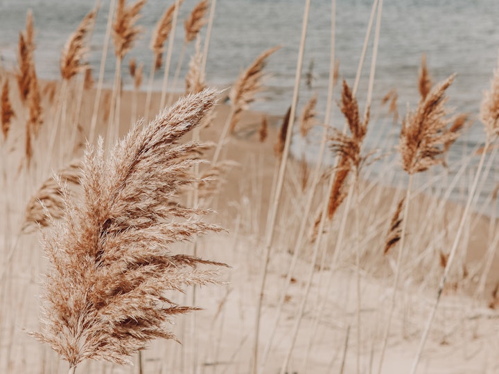 Dunes Grasses #1
8x10
11x14
16x20
Custom sizes and framing available
