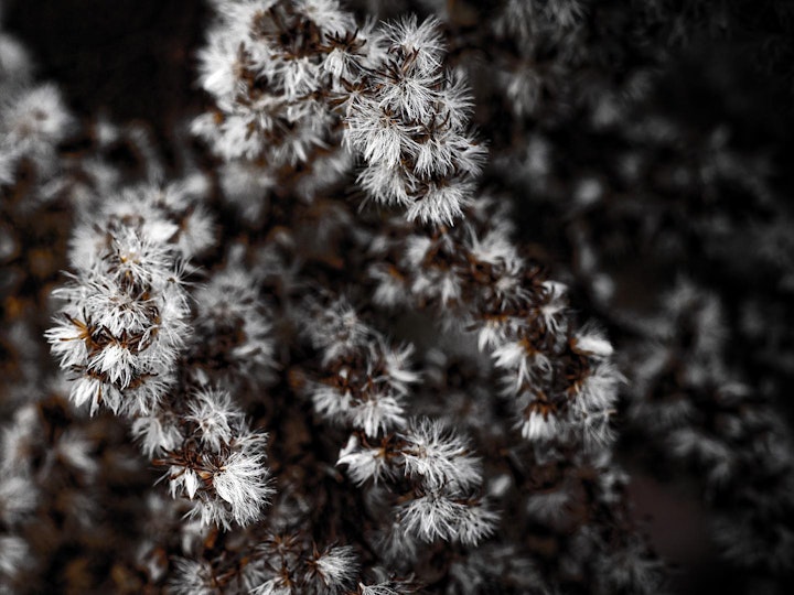 Winter Aster
Millenium Trail, Picton
8x10
11x14
16x20
Custom sizes and framing available