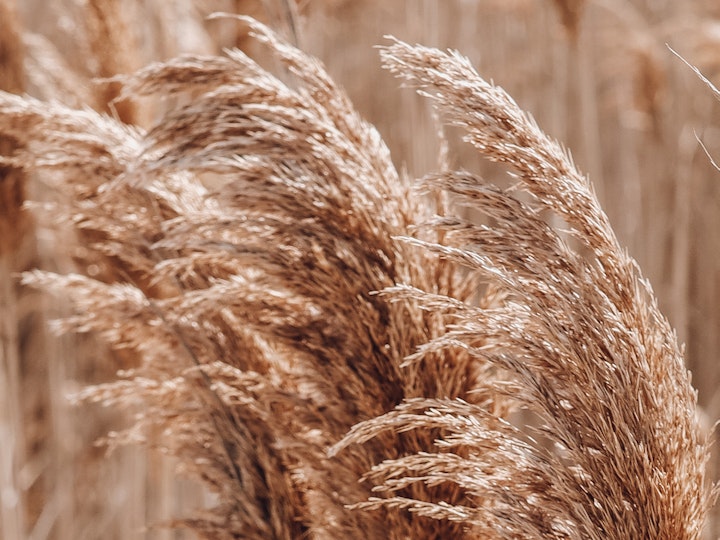 Dunes Grasses #4
8X10
11x14
16x20
Custom sizes and framing available