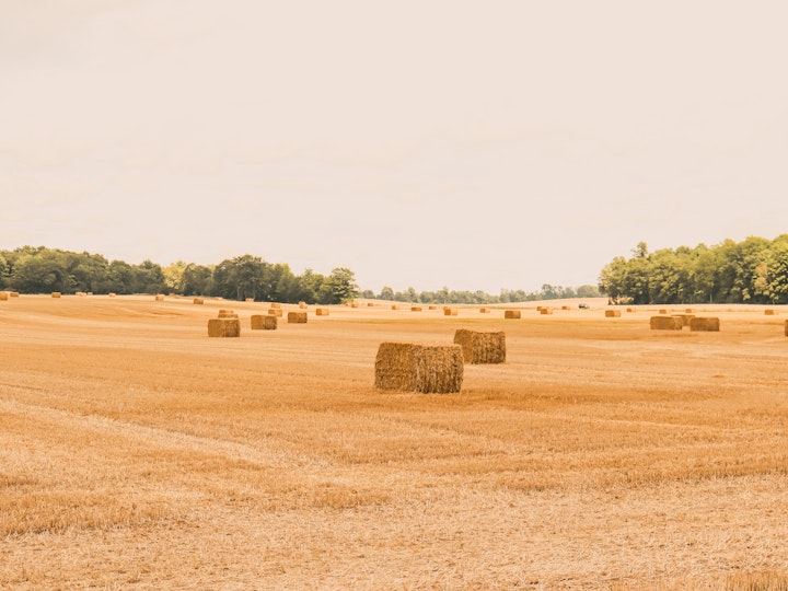 County Field #1, Bales
8x10
11x14
Custom sizes and framing available