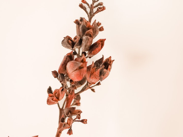 Winter Foliage #2
5x7
8x10
11x14