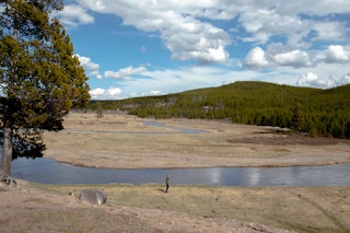 BBC: YELLOWSTONE - BISON BUILDING BRIDGES