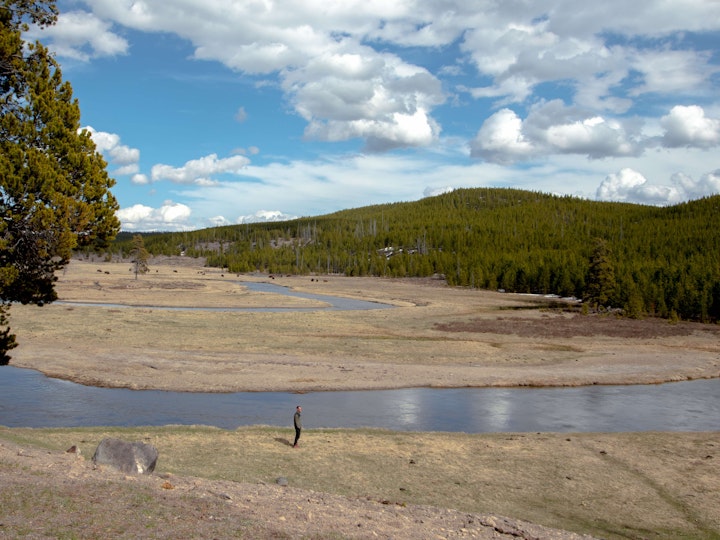 BBC: YELLOWSTONE - BISON BUILDING BRIDGES