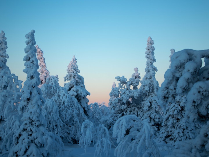 LAPLAND: GHOST TREES