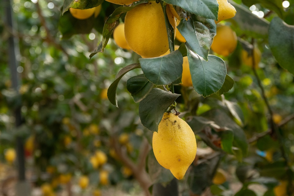 Lemon Farm -