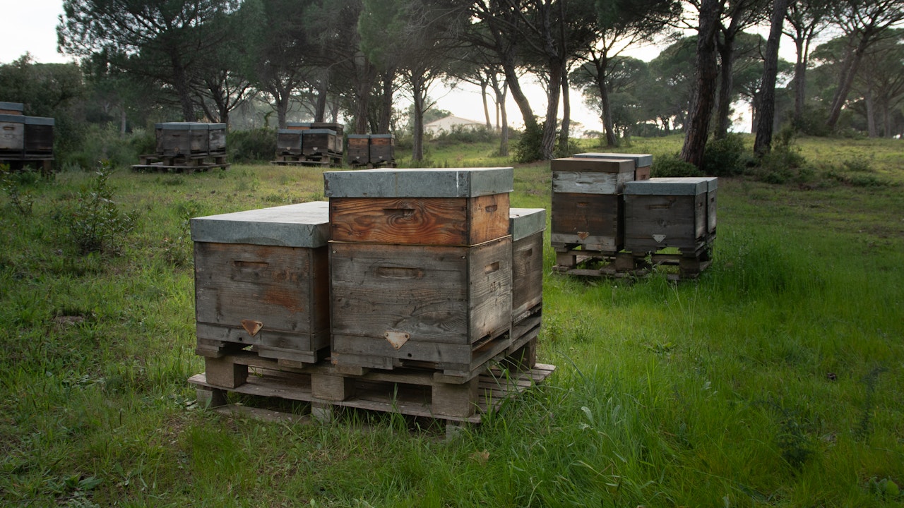Tagliano beekeper - Valeria Petrini