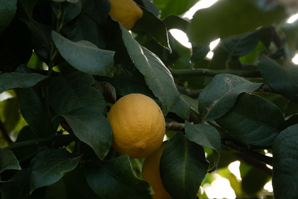 Lemon Farm -