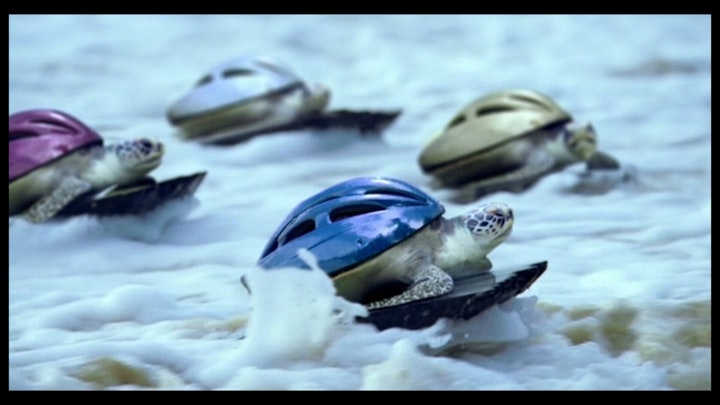 O2 Turtles