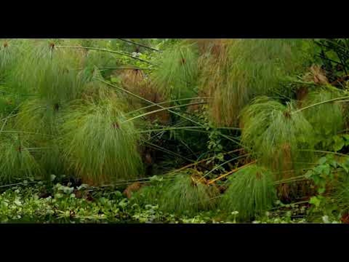 SHADOW SWAMPS (2022)