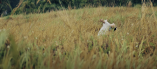 National Day Parade 2023 Show Film 2