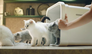 Little Kittens - Dehumidifire