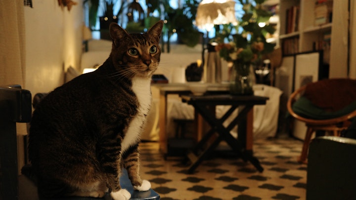 Sock