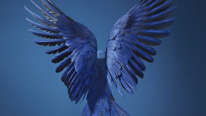 The Hunter and the Macaw