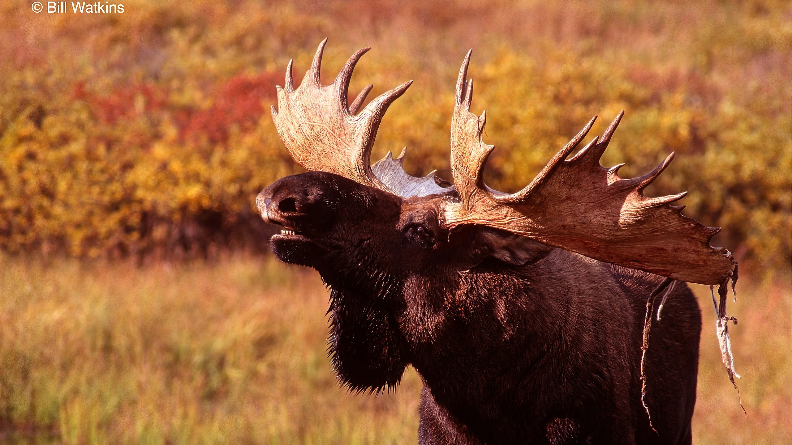 3 Point Moose Moose - Denali Conservation, Wildlife & Landscape Photography