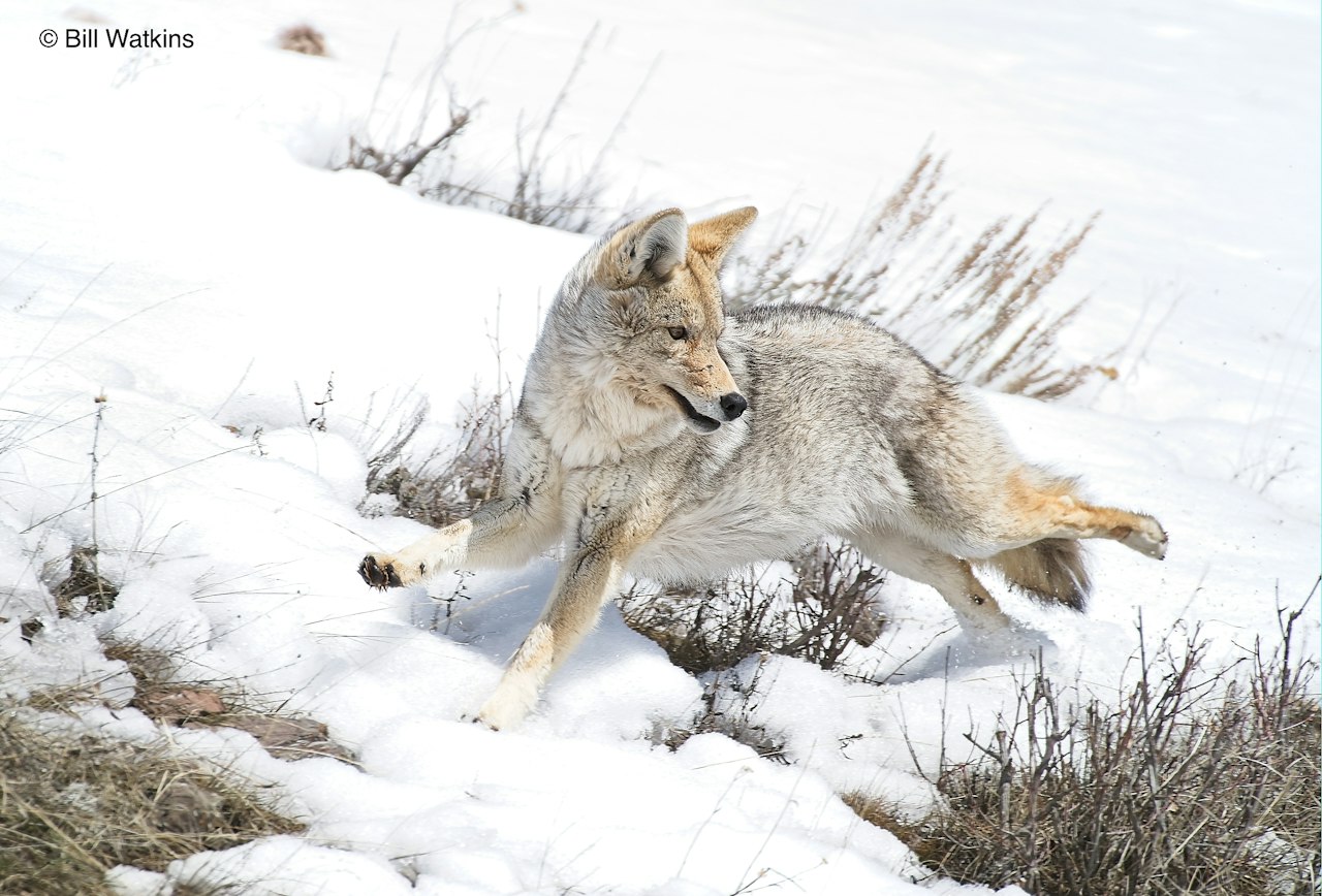 Cayodi Coyotes - Denali Conservation, Wildlife & Landscape Photography