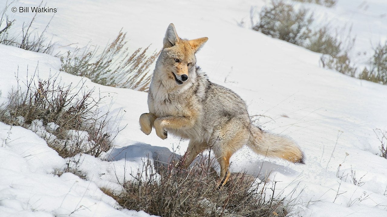 Cayodi Coyotes - Denali Conservation, Wildlife & Landscape Photography