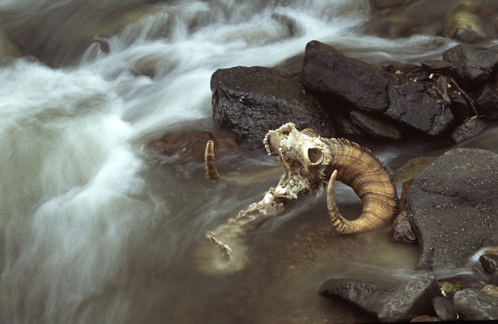 March 7, 2025 Alaska Board of Game Comments