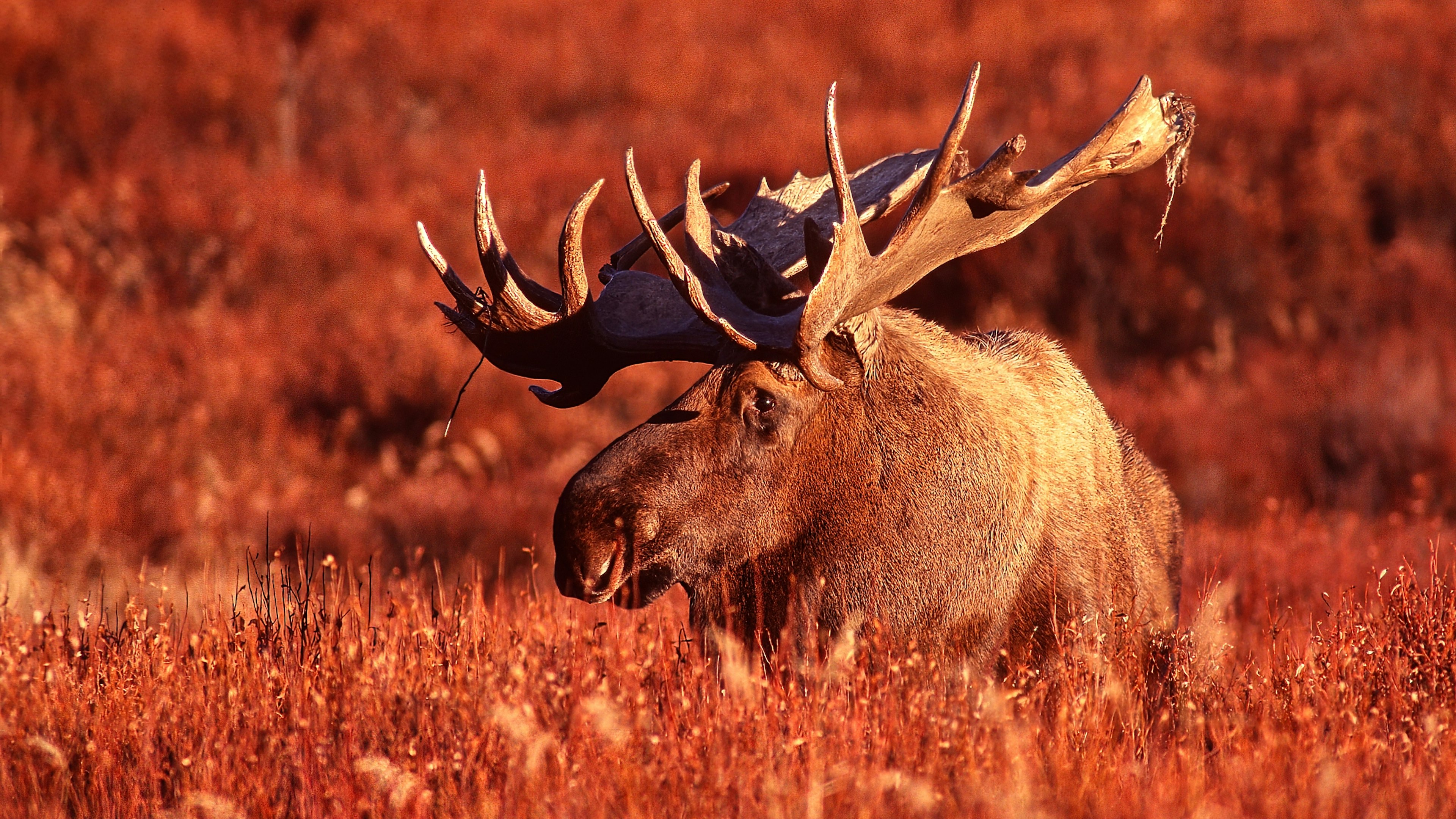 3 Point Moose Moose - Denali Conservation, Wildlife & Landscape Photography