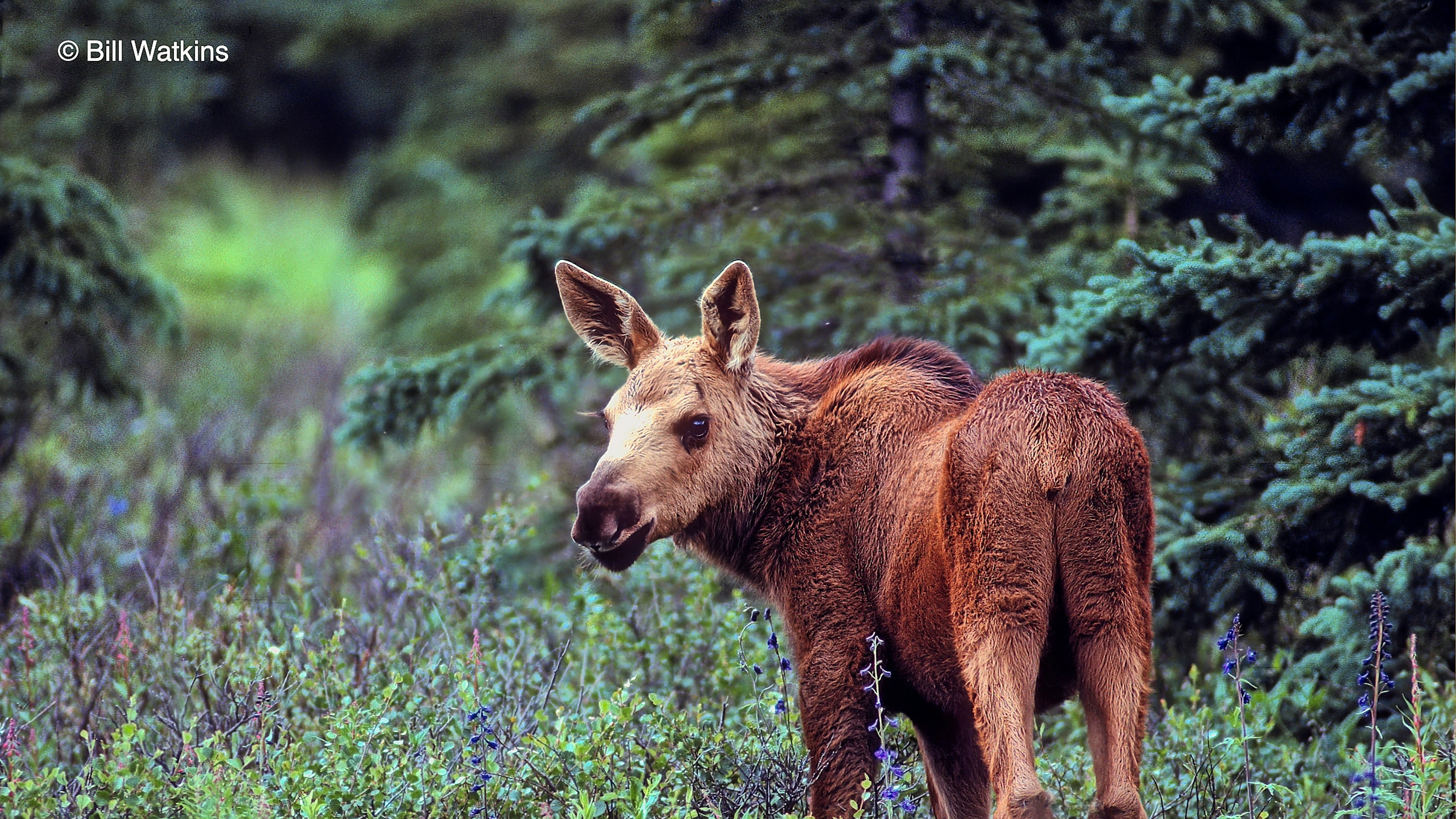 3 Point Moose Moose - Denali Conservation, Wildlife & Landscape Photography