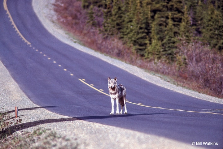 Wolves and the Return to Photography