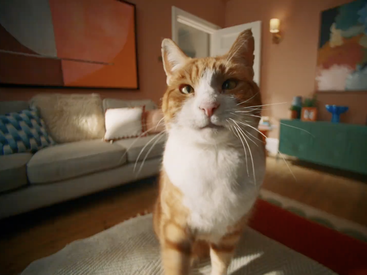 IAMS